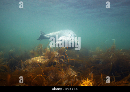 Spotted seal (Phoca largha), Sea of Japan Stock Photo