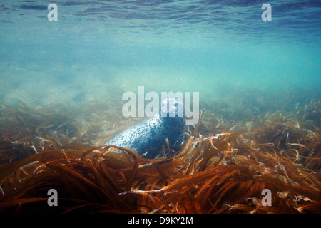 Spotted seal (Phoca largha), Sea of Japan Stock Photo