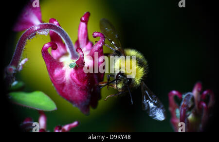 Bee in mid flight through aquilegia flowers Stock Photo