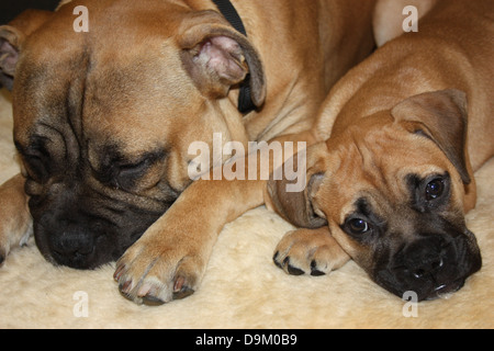 bullmastiffs sleeping on a bed next to each other. looking very cute together Stock Photo