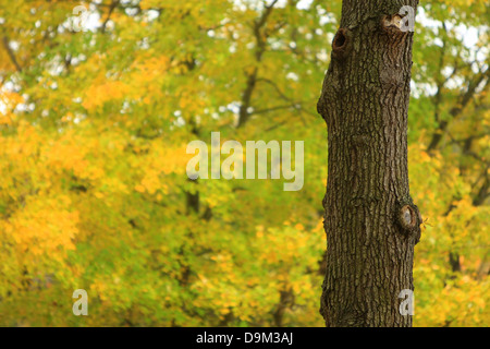 maple tree trunk with yellow and green autumn, fall leaves in background Stock Photo