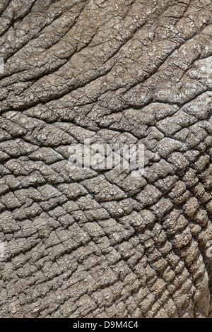 Indian elephant, Elephas maximus, close up of skin, captive, April 2013 Stock Photo