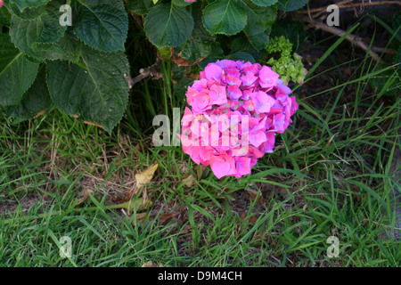 Hydrangea Macrophylla Stock Photo