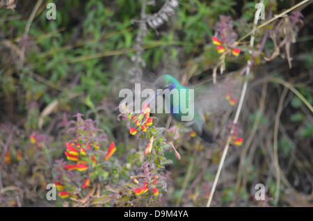 A Hummingbird feeds on flowers at the Inca site of Tambomachay near Cusco, Peru Stock Photo