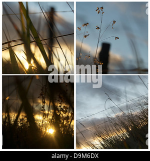 agriculture collage Stock Photo