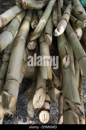 Sugar canes lie prepared on a pile for further processing in San Francisco de Paula, Cuba, 12 April 2013. Photo: Peter Zimmermann Stock Photo