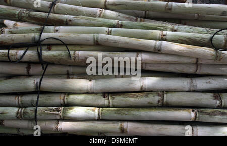 Sugar canes lie prepared on a pile for further processing in San Francisco de Paula, Cuba, 12 April 2013. Photo: Peter Zimmermann Stock Photo