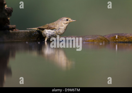 Common chiffchaff Phylloscopus collybita, adult, at woodland pool, Pusztaszer, Hungary in June. Stock Photo