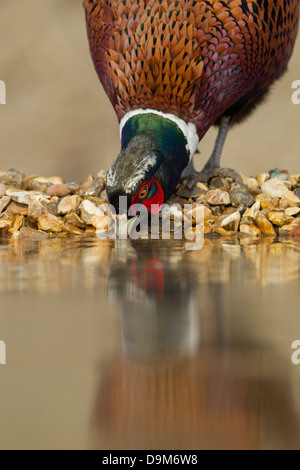Common pheasant Phasianus colchicus, adult male, drinking from pool, Berwick Bassett, Wiltshire, UK in April. Stock Photo