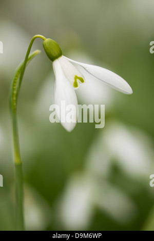 Common Snowdrop Galanthus nivalis, in flower at Middleton Lakes, Staffordshire, UK in March 2013. Stock Photo