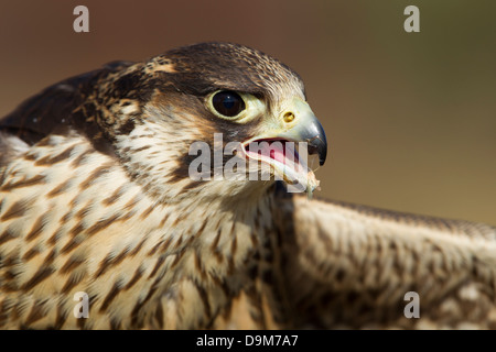 Peregrine Falcon Falco peregrinus (captive), juvenile, head profile, Hawk Conservancy Trust, Hampshire, UK in April. Stock Photo