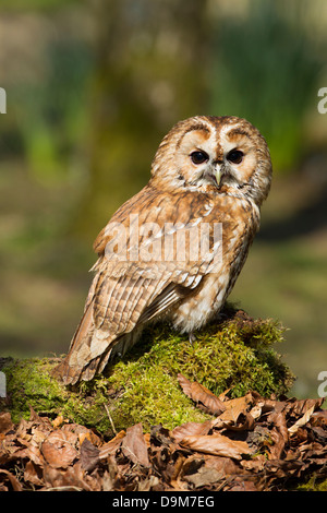 Tawny Owl Strix aluco (captive), adult male, perched on mossy log, Hawk Conservancy Trust, Hampshire, UK in April. Stock Photo