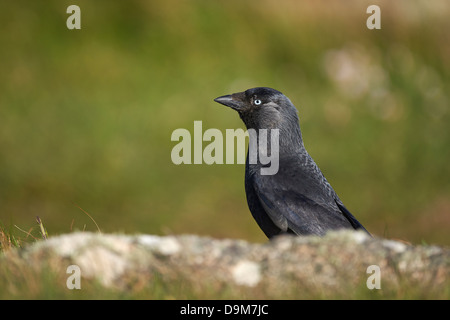 Jackdaw (Corvus monedula) smaller member of the crow family, an intelligent omnivorous bird. Stock Photo