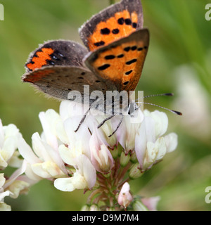 Small or Common Copper (Lycaena phlaeas) posing and foraging on a  variety of different flowers (over 80 images in series) Stock Photo