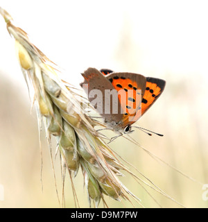 Small or Common Copper (Lycaena phlaeas) posing on a wheat ear in summer Stock Photo