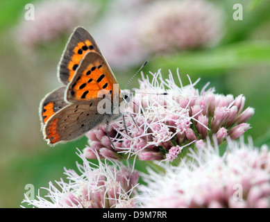 European Small or Common Copper  butterfly (Lycaena phlaeas) feeding on a hemp-agrimony flower in summer Stock Photo