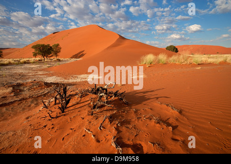 Desert landscape with grasses, red sand dunes and African Acacia trees, Sossusvlei, Namibia Stock Photo