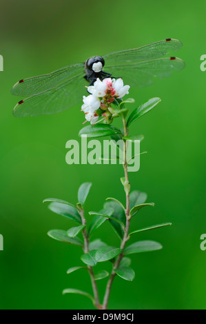 Black Darter, Black Meadowhawk, Sympetrum danae, Schwarze Heidelibelle Stock Photo