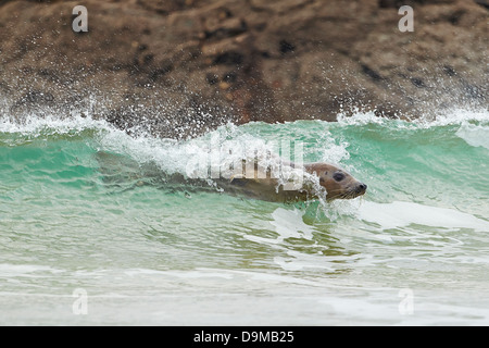 Surfing seal Stock Photo