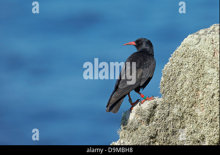 Chough at Land's End, Cornwall Stock Photo