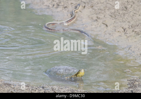 Western Painted Turtle, (Chrysemys picta bellii), and New Mexico Garter Snake, (Thamnophis sirtalis dorsalis), in a drying marsh Stock Photo