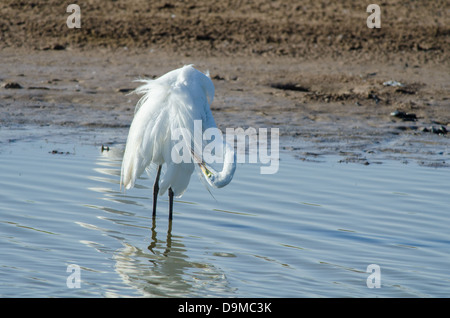 Great Egret, (Ardea alba), preening. Bosque del Apache National ...