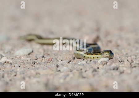 New Mexico Garter Snake, (Thamnophis sirtalis dorsalis), Bosque del Apache National Wildlife refuge, Socorro co., New Mexico. Stock Photo