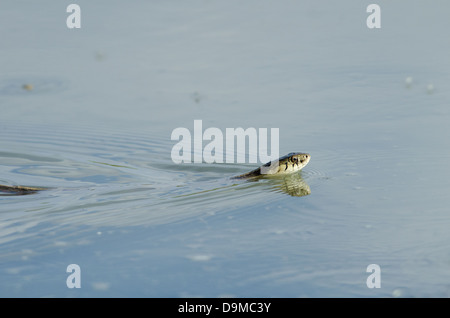 New Mexico Garter Snake, (Thamnophis sirtalis dorsalis), Bosque del Apache National Wildlife refuge, Socorro co., New Mexico. Stock Photo