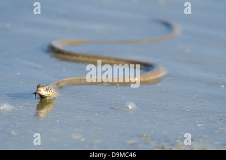 New Mexico Garter Snake, (Thamnophis sirtalis dorsalis), Bosque del Apache National Wildlife refuge, Socorro co., New Mexico. Stock Photo