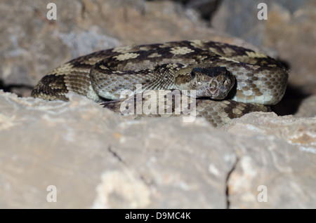 Black-tailed Rattlesnake, (Crotalus ornatus), Manzano Mountains, Valencia co., New Mexico, USA. Stock Photo