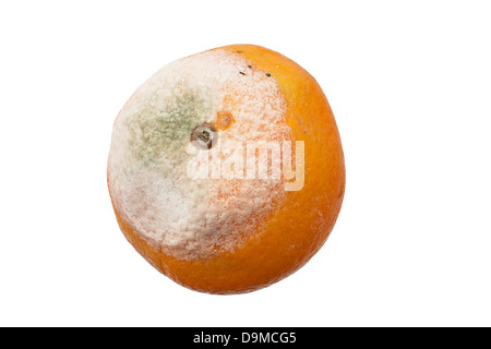 moldy orange fruit isolated on white background Stock Photo