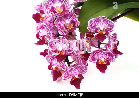 Doritaenopsis Sogo Vivien 'Sweet Heart' Orchid Stock Photo
