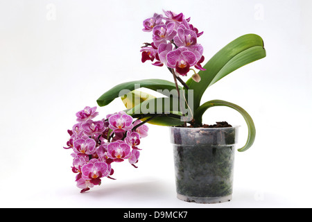 Doritaenopsis Sogo Vivien 'Sweet Heart' Orchid In Flower Pot Stock ...