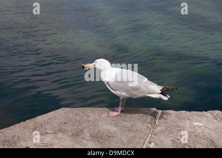 Herring Gull Larus argentatus 3rd summer immature with a limpet in its bill Stock Photo