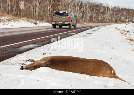 Dead Deer Killed By A Vehicle On The Side Of Highway 61 In Northern ...