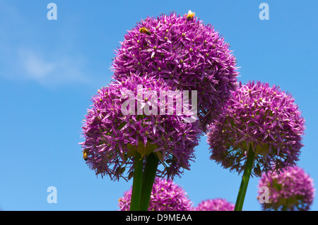 Allium flowers being pollenated by honeybees against blue sky Stock Photo