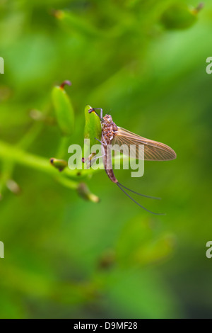 Mayfly Aephemeroptera species adult at rest on a leaf Stock Photo