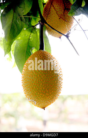 The baby jackfruit spiny bitter gourd in the Orchard. Stock Photo