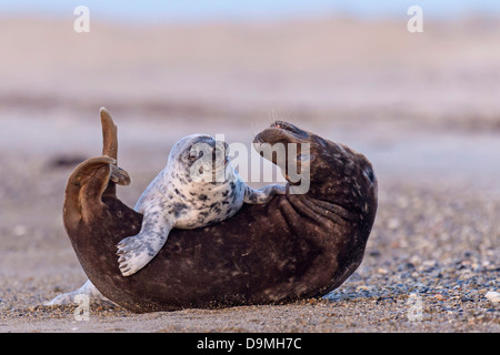 Cone seals Halichoerus grypus Helgoland cone seal sea sea mammals fur seal mammal flying grey seal take it easy takes it easy cu Stock Photo