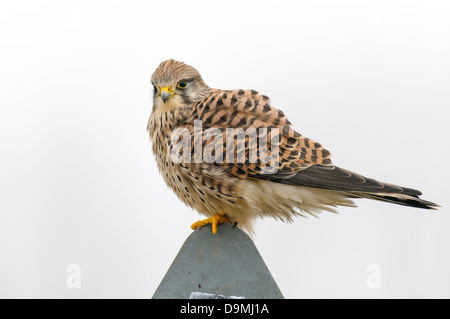 Common Kestrel Falco tinnunculus falcon bird of prey kestrel Stock Photo