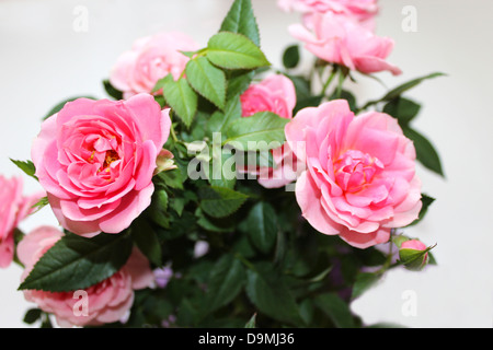 image of beautiful flower of gentle pink rose Stock Photo