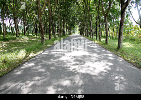 The road through the Rubber plantations and the Rubber tree on either side. Stock Photo