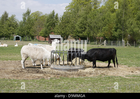 llamas & cows eating hay llama glama Bos primigenius White Post Farm, Mansfield Road, Farnsfield, Nottinghamshire, England, UK Stock Photo