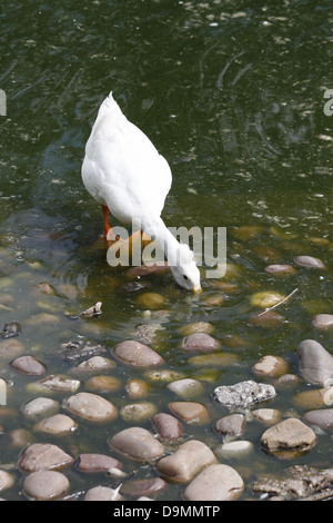 White Crested Duck rooting for food Anas platyrhynchos domesticus Stock Photo