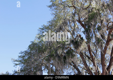 Moss growing on trees. Stock Photo