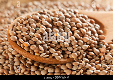Dry Organic Brown Lentils against a background