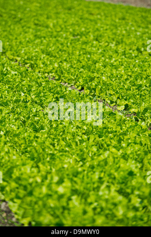 Lollo Rosso Stock Photo