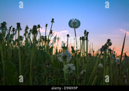 summer dawn on a blossoming meadow with dandelions Stock Photo