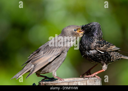 A juvenile starling being fed by the adult Stock Photo