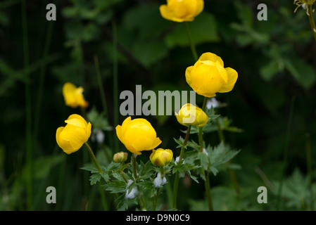 Globe Flowers Stock Photo
